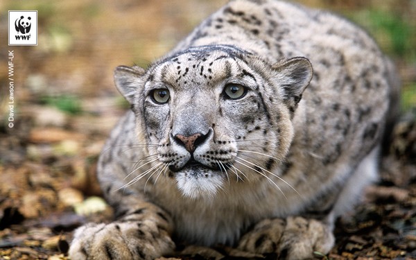snowleopard2