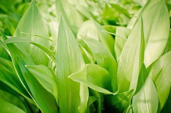 garlic-leaves-1378010_640